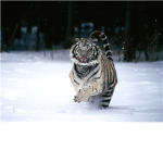 White TigerX