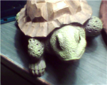 turtle army of supporting