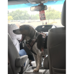 D.O.G.G.O