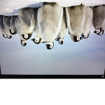 Turtle and penguin army