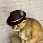 The Purrfect Empire