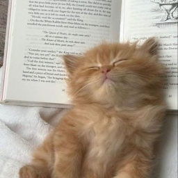 kittyyyyyyyyyyyyyyyyyy