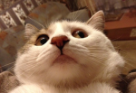 THE BEST CAT EVER!!!