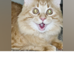 Gorilla cat community
