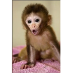 The monkey group for monkeys and people