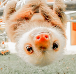 Sloth Squad.........