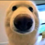 MAKE THIS BIG PLS