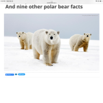 Mr.polar bear nation