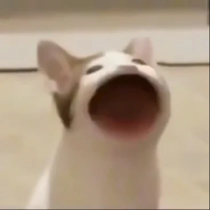 Pop Cat NoFilter