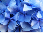 BlueSquadForLife