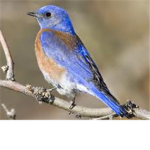 The Bluebirds Cheerleading group