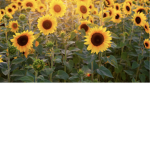 Sunflower squad YT