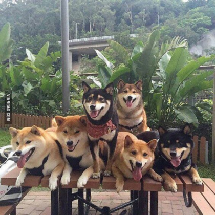 The Doge Family Roblox decal