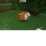 Fox’s are cute12345678910