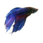 Beta Fish Lovers and Owners