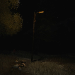 forest walk