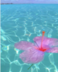 _- Bloxburg -_