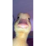 Good at everything in Roblox pro group