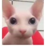 Bingus Fan Club Group (meow)