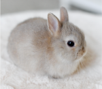 FuzzBunnies