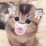 -kittywahh-