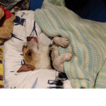 Doggy the cool
