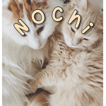 Nochi