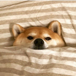 기요미들안뇨옹