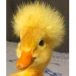 The Messy Duck
