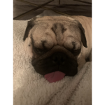 The ultimate pugs of Roblox
