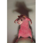 Coolio Rat Crew