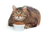Fat Cat People
