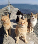 Ella's Cats!