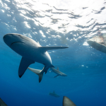 LEXILUVSSHARKS