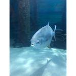 Penguins Aquarium