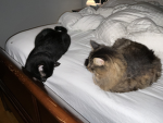 We love are cats#cat people