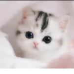 The cat kids!