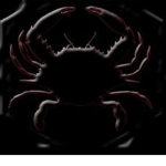 The Black Crabs