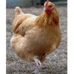Chikn fan club