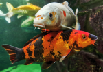Mrkoi