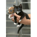 Kittens and Puppies Squad