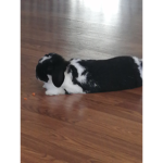 Bunny gangSD