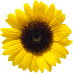 sunflowey Group