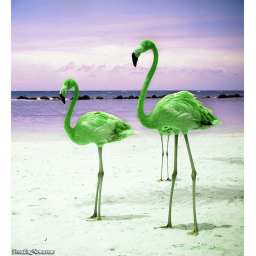 Green flamingo squad