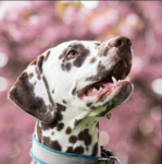 ~dalmatians~