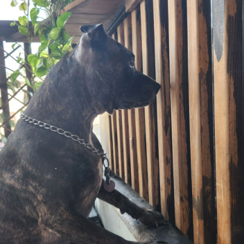 bella vs cuette build mode 