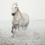 *.+ Silverspur Stables +.*