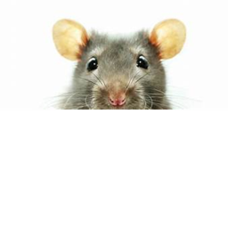 RAT’S Roplaying Game