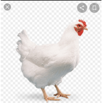 Chicken ABC