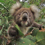 Broken Koalas